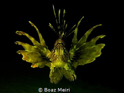 "Golden Lionfish" by Boaz Meiri 